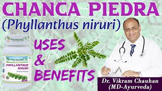 CHANCA PIEDRA PHYLLANTHUS NIRURI  USES AND BENEFITS DR VIKRAM CHAUHANMD  Planet Ayurveda [upl. by Peltier453]