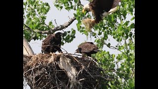 Adult Eagle Brings What Looks Like a Chicken To Eaglets [upl. by Burny]