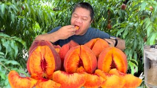 Vlog130 RED GIANT PEACHES  FRUITS MUKBANG [upl. by Salem]