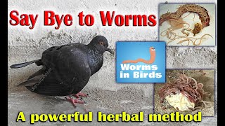 expel parasitic worms and other internal parasites from pigeons body through herbs  Homemade [upl. by Edmund586]