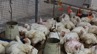 Poultry farming day1 to 39 complete information  broiler chicken feeding and farming in Pakistan [upl. by Aihtela]