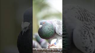 Be alert ‼️ pigeon chennaipigeon trending reels nature love [upl. by Ellezaj72]