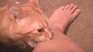 Angry cats videos compilation  try not to laugh videos [upl. by Fredericka]