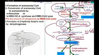 ketogenesis and ketogenolysis [upl. by Yasibit614]