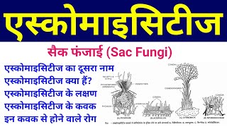 एस्कोमाइसीट्स  ascomycetes in hindi  sac fungi  ascomycetes fungi  ascomycetes characteristics [upl. by Hinckley]