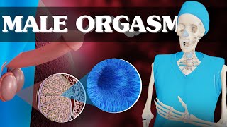 Exploring the Full Process of Sperm Ejaculation  3D Animation Guide [upl. by Annetta]