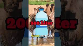 Ist wirklich Wasser im Kamelhöcker wissenswert info biologie facts tiere mythos natur [upl. by Clint]