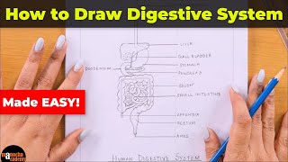 How to Draw Human Digestive System Easily [upl. by Leizahaj]