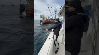 Tossing a dead dogfish shark next to a dragger and hooking a GIANT bluefin tuna fishing nature [upl. by Ennylyak]