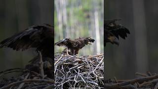 Eaglets Feeding are Almost Ready to Fly Now [upl. by Eecats]