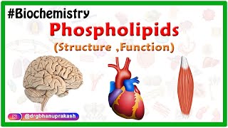 Phospholipids Structure Function  Types  Animation  Medical Biochemistry [upl. by Zavala593]