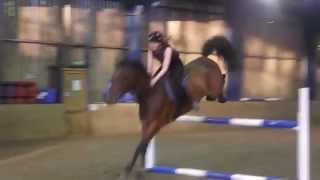 Walk Trot Canter and Jump on a Standardbred [upl. by Ferri310]