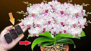 I put this into the orchid roots and the orchids bloomed 500 times more [upl. by Richelle]