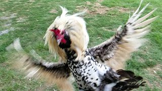 Rooster Attack in Super Slow Motion [upl. by Niehaus]