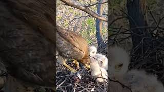 Eagle is feeding meat to babies P 6 [upl. by Tingley39]