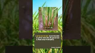 Paddy seath blight disease धान में लगने वाली बीमारी। Agrishorts paddy [upl. by Nnarual]