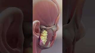 Vestibulo Ocular Reflex ear biology medical anatomy [upl. by Zakaria]