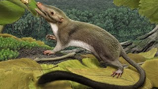 Researchers Reconstruct the Common Ancestor of Placental Mammals [upl. by Ellenij]