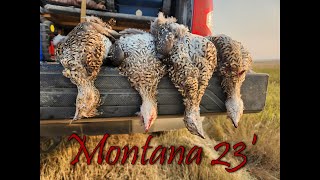 Montana Sharptail Opener 23 bonus catch and cook [upl. by Greenwell]