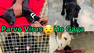 Puppy Ko Parvo Ho Gaya🦠Parvo Virus Ka ilaj💉Parvovirus [upl. by Woodall]