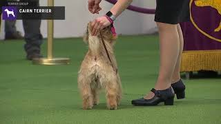 Cairn Terriers  Breed Judging 2020 [upl. by Matazzoni]