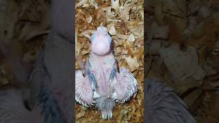 Albino v pied cockatiel chicks  heavy pied  birds parrot cockatiel chicks [upl. by Notgnillew697]