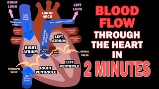 Blood Flow through the Heart in 2 MINUTES [upl. by Norvan]