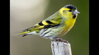 The Eurasian Siskin 1h bird sound [upl. by Otilrac105]