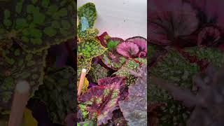 Бегонии 😍 begonia urbanjungle plants garden urbanplants plantlover [upl. by Grissel816]