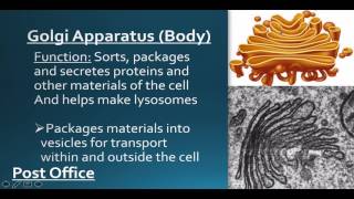 Eukaryote Organelles [upl. by Corrianne]