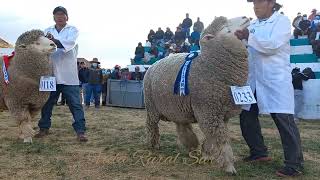 FINAL DE EXPO OVINO CORRIEDALE MACHOS PDP LO MEJOR DE PERU quotEXPO MELGAR 2022quot31 de agosto de 2022 [upl. by Esbenshade]