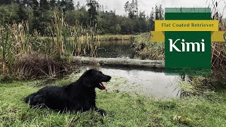 Kimi  Flat Coated Retriever  Our Favourite Weather is Here  2024 [upl. by Mohsen]