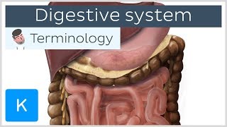 Digestive system  Anatomical terminology for healthcare professionals  Kenhub [upl. by Nospmoht640]