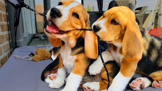 BEAGLE PUPPIES PLAYING 8 Week Old Beagle Puppy Compilation [upl. by Esorbma183]