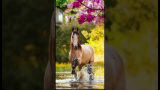 horse viralvideo punjab pakistan [upl. by Ventre]