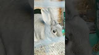 Chance and penelope videos youtubeshorts animals pets rabbits animalcare [upl. by Ljoka]