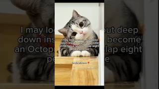 espresso  Sabrina carpenter shorts sabrina cat catvideos relatable funny comedy fyp [upl. by Sib]