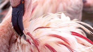 Why Are Flamingos Pink  Seven Worlds One Planet  BBC Earth [upl. by Pellet]