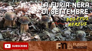 Porcini Settembre 2023 La Furia Nera dei Boletus Aereus in Piemonte 🍄😱 [upl. by Darwin]