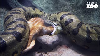 Anakonda æder sitatunga  Anaconda eating sitatunga [upl. by Ahsienor807]