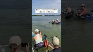 We love seeing dolphins in their natural habitatPaddle with us in Tampa for the chance to see them [upl. by Enrobyalc678]