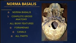 Norma Basalis with skull demonstration Head and neck module Gross anatomy [upl. by Ingamar]