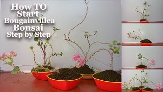 How to Start Bougainvillea Bonsai Step by Step amp Growing TipsGREEN PLANTS [upl. by Narhem149]