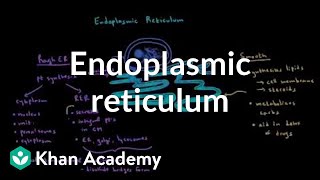 Endoplasmic reticulum and golgi apparatus  Cells  MCAT  Khan Academy [upl. by Lede]