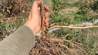 Growing elderberry from cuttings [upl. by Nohsav]