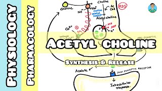 Acetyl choline  synthesis amp release [upl. by Ludwigg]