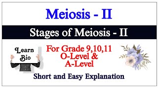 Meiosis 2  Phases of Meiosis 2  Cell Division [upl. by Holly-Anne]