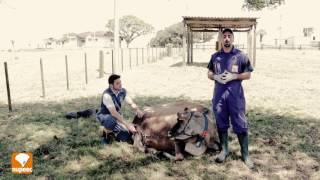 Hipocalcemia em Vacas Leiteiras [upl. by Fari]