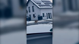 Dieser Wolf wurde in Beverstedt gesichtet [upl. by Irving]