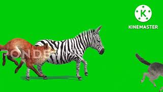 animal stampede pond5 green screen 2 [upl. by Irol]